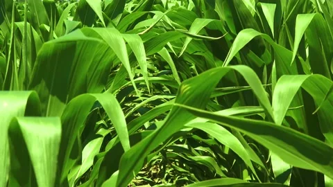 CORN CU Stock Footage 201500038