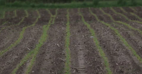 Corn cultivation, 4K slomo Stock Footage 310012901