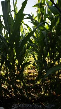 Corn in Cultivation Corridor Stock Photos