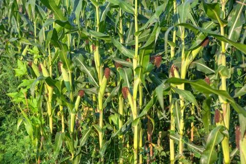 Corn cultivation Stock Photos