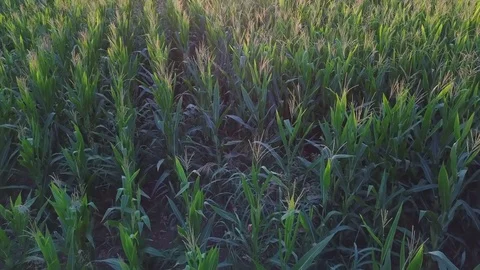 Corn cultivation on sunset in 4k high resolution aerial view with drone Stock Footage 79661075