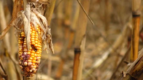 Corn destroyed by drought Stock Footage