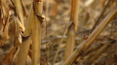 Corn destroyed by drought 스톡 동영상 60388962