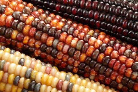 Corn detail Stock Photos