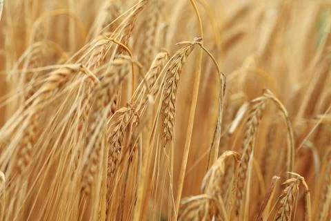 Corn detail Stock Photos