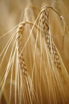 Corn detail Stock Photos