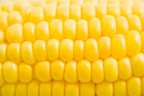 Corn detail 스톡 사진
