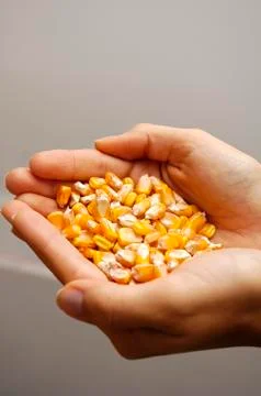 Corn detail Stock Photos
