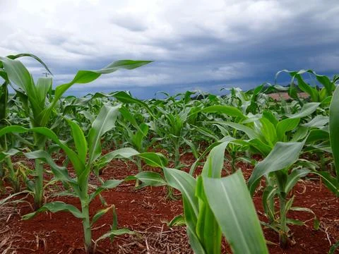 Corn in development under threatening skies Stock Photos