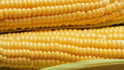 Corn, dolly shot. Corn cobs in a letter. Video stock 137980194