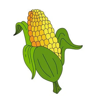 Corn doodle Vector color illustration isolated on white Stock Illustration