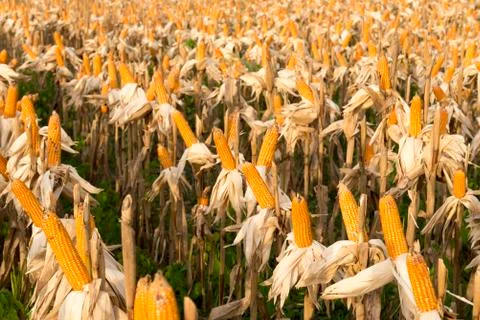 Corn dried on the field 스톡 사진