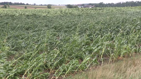 Corn drop on farm damaged and destroyed by tornado in Hawksville Canada Stock Footage 78715546