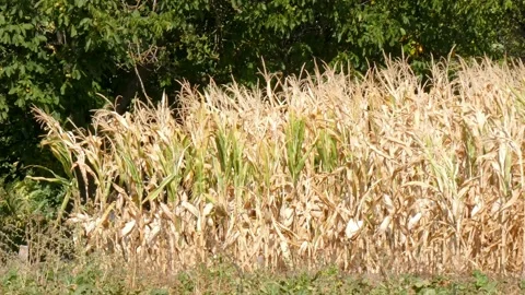 Corn dry leaves and ripe fruits in a cornfield Stock Footage 215000232