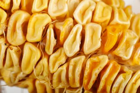 Corn dry rot Stock Photos