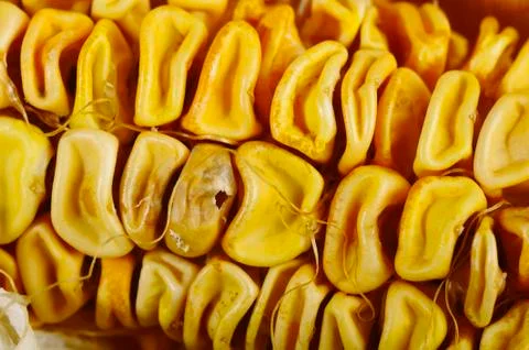 Corn dry rot Stock Photos