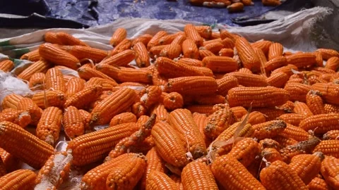 Corn drying in the hot sun 스톡 동영상 282771013