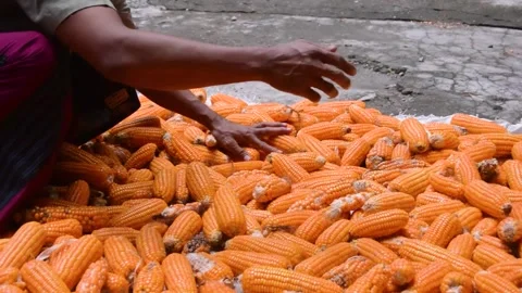 Corn drying in the hot sun 스톡 동영상 282771047