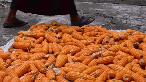 Corn drying in the hot sun 스톡 동영상 282771048