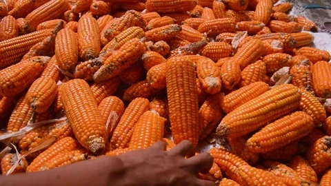 Corn drying in the hot sun 스톡 동영상 282771059