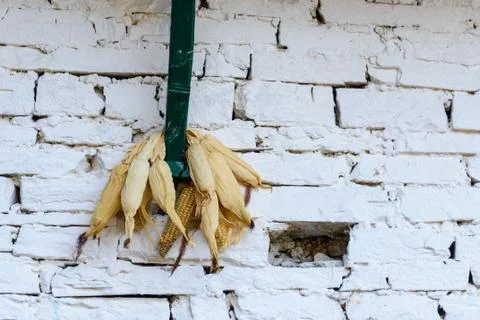 Corn drying Stock Photos