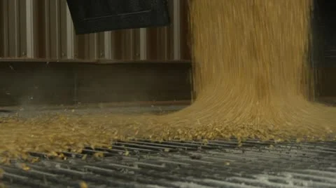Corn dumping out of truck at Ethanol plant Stock Footage