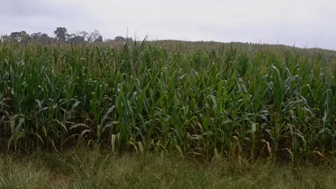 Corn during rain Video stock 97243943