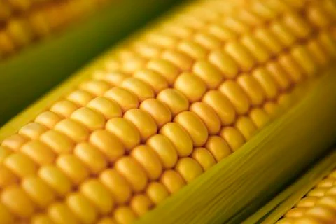 Corn ear close up Stock Photos