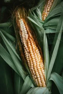 Corn ear close up. Stock Photos