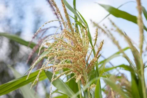 Corn ear close up in sunlight Stock Photos