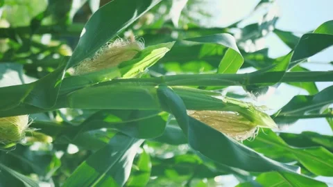 Corn ear on a corn stalk. vertical video Stock Footage 162092888