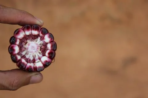 Corn ear by cross section in human hand. Stock Photos