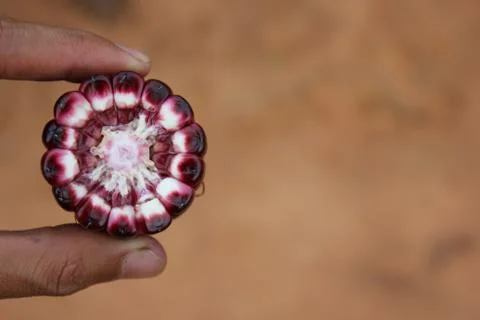 Corn ear by cross section in human hand. Stock Photos