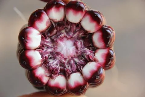 Corn ear by cross section in human hand. Stock Photos