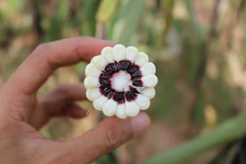 Corn ear with cross section that show colors of purple cob in a human hand. Stock Photos
