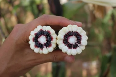 Corn ear with cross section that show colors of purple cob in a human hand. Stock Photos