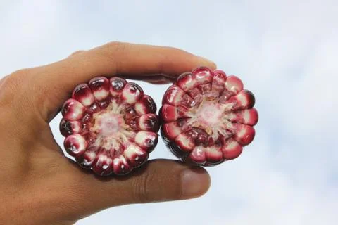 Corn ear by cross section that show colors of cob and kernel on a human hand. Stock Photos