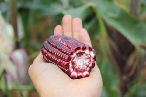 Corn ear by cross section that show colors of cob and kernel on a human hand. Stock Photos