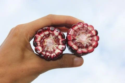 Corn ear by cross section that show colors of cob and kernel on a human hand. Stock Photos