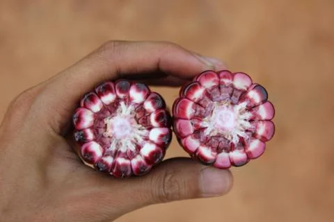 Corn ear by cross section that show colors of cob and kernel on a human hand. Stock Photos