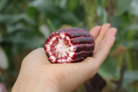 Corn ear by cross section that show colors of cob and kernel on a human hand. Stock Photos