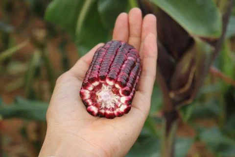 Corn ear by cross section that show colors of cob and kernel on a human hand. Stock Photos