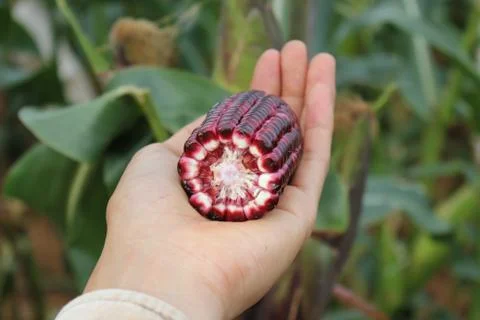 Corn ear by cross section that show colors of cob and kernel on a human hand. Stock Photos