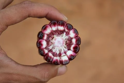 Corn ear by cross section that show colors of cob and kernel on a human hand. Stock Photos