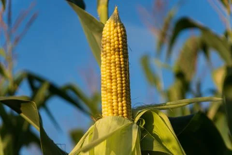 Corn ear develops under the sun against a backdrop of bright blue sky in a .. Stock Photos