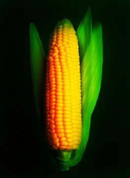 Corn ear isolated on black. Vector Stock Illustration