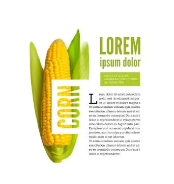 Corn ear isolated on white with text block Stock Illustration