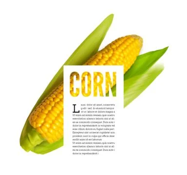 Corn ear isolated on white with text block Illustrazione stock