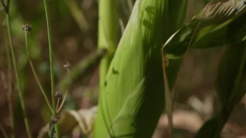 Corn Ear pan up, Corn Harvest, local farm, warm light, organics, Slow Motion Stock Footage 250371648