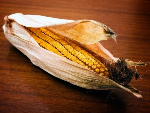 Corn ear Stock Photos